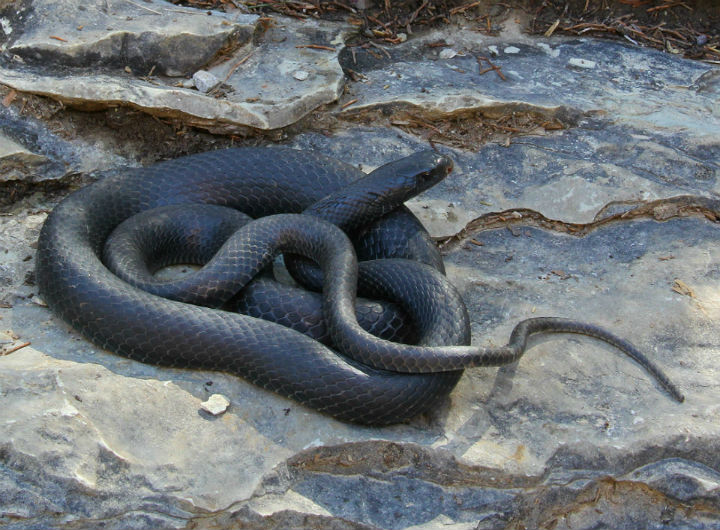 Black Racer